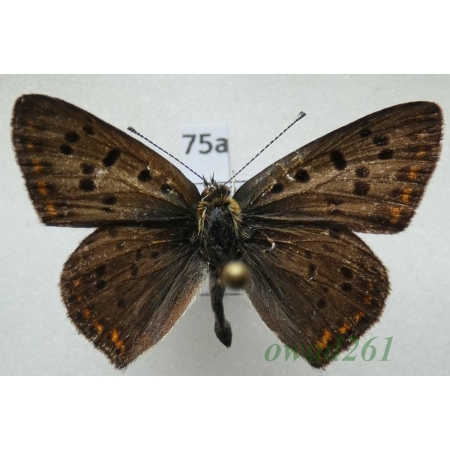 Lycaena tityrus (Poda, 1761) male Poland75a